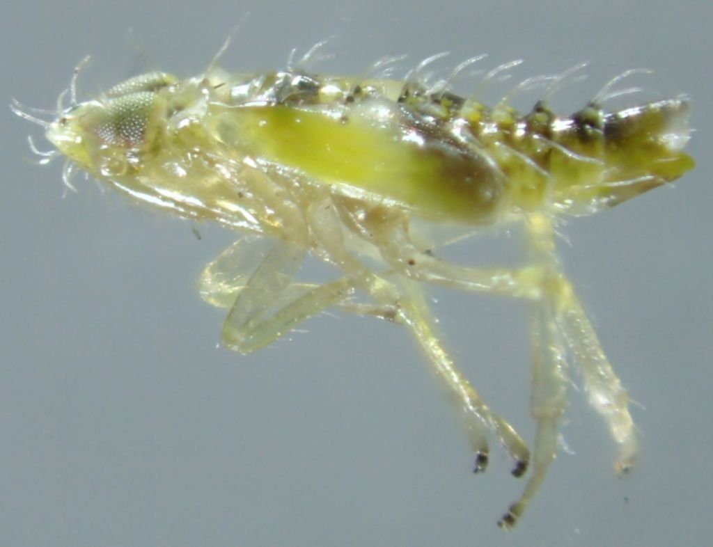 ninfa: Cicadomorpha - Cicadellidae - Typhlocybinae